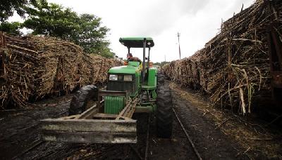 Pabrik gula PT Gendhis Multi Manis (GMM) Bulog, Blora, Jawa Tengah, menggelar tradisi "manten tebu", yang menandai dimulainya produksi gula, kemarin.