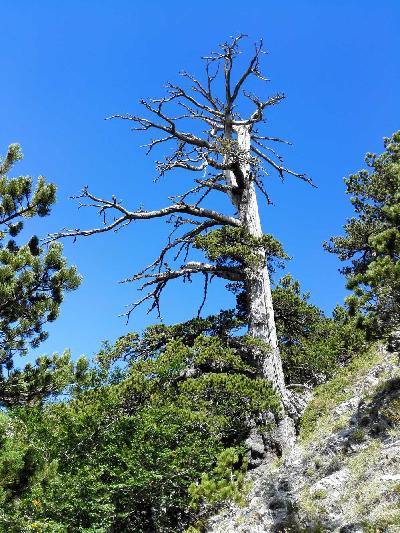 Italus tercatat sebagai pohon pinus tertua di Eropa. Umurnya lebih dari 1.000 tahun.