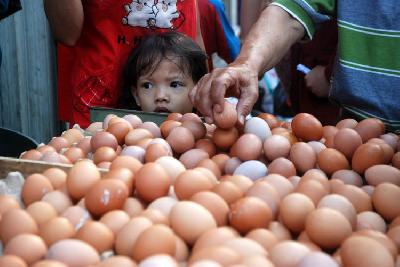 Pemerintah Tetapkan Batas Harga Telur dan Daging Ayam