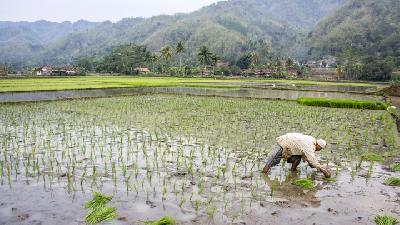 Petani menanam padi di lahan pertanian Desa Cibuntu, Kabupaten Sukabumi, Jawa Barat. 