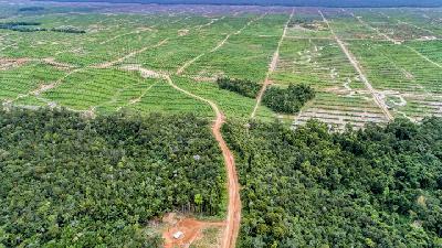Hutan adat Desa Anggai dan perkebunan kelapa sawit milik PT Megakarya Jaya Raya di Kabupaten Boven Digoel, Papua, 26 Mei 2017. -Gecko Project
