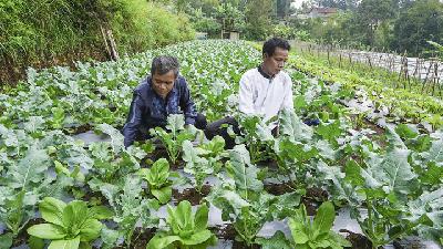 Lahan pertanian organik Kelompok Tani Bangkit Merbabu di Kabupaten Semarang, Jawa Tengah, 30 November 2018.