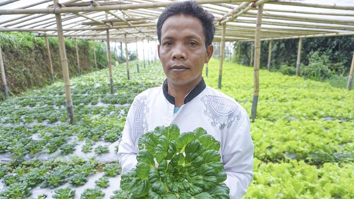 Lahan pertanian organik Kelompok Tani Bangkit Merbabu di Kabupaten Semarang, Jawa Tengah, 30 November 2018.