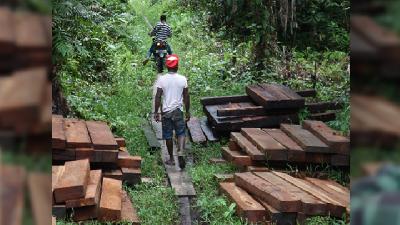 Tumpukan merbau dan rel kayu pengangkut di lokasi pembalakan liar Nimbokrang, Kabupaten Jayapura, Papua, Desember 2017. Auriga Nusantara