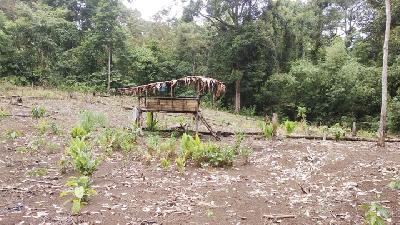 Community’s farm at the edge of Bukit Sanggul protected forest in Ulu Manna subdistrict, South Bengkulu.