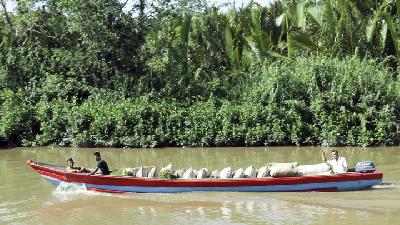 Warga Desa Saibi Samukop membawa hasil pertanian melalui sungai di Pulau Siberut, Mentawai, Sumatera Barat, Maret 2019. TEMPO/Febriyanti