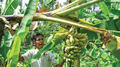 Konservasi Pisang Organik Lasiyo