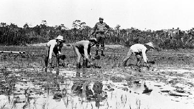 Tentara mengawasi tahanan politik menanam padi di sawah di Pulau Buru, Maluku, 1979. Dok.TEMPO/Amarzan Loebis