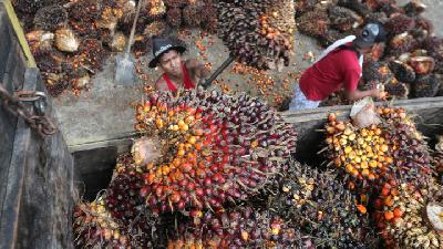 Bongkar-muat tandan buah segar sawit untuk diangkut ke pabrik CPO Subulussalam di Desa Blang Dalam Babahrot, Kabupaten Aceh Barat Daya, Aceh.