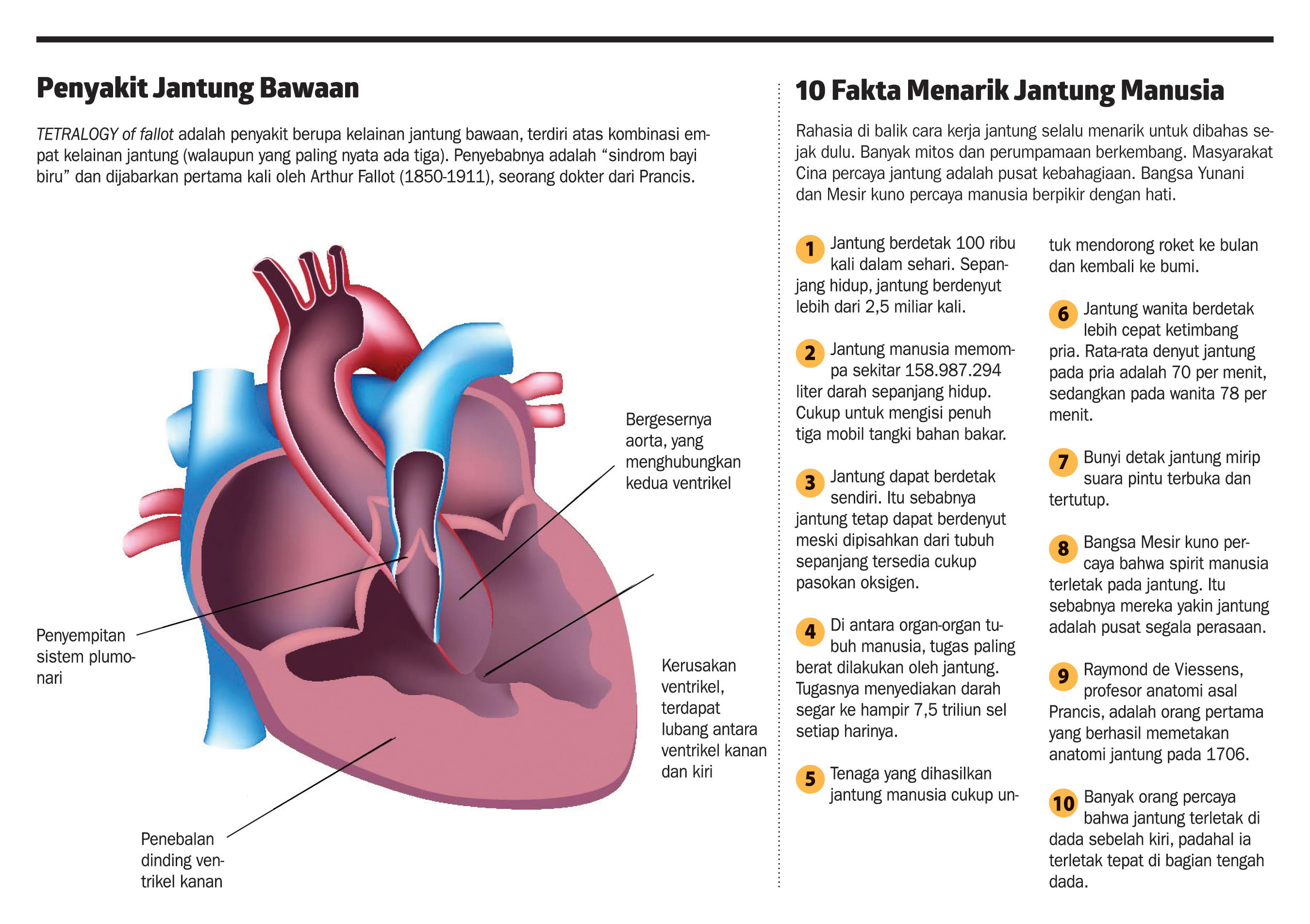 11 Gambar Jantung Dan Fungsinya - Riset