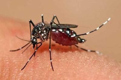 Malaria penyebab hampir 1 juta kematian per tahun. 