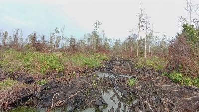 Kawasan proyek restorasi Ekosistem Katingan bagian barat yang terbakar, di Mentaya, Kalimantah Tengah, 22 November 2019./Tempo/Gabriel Wahyu Titiyoga