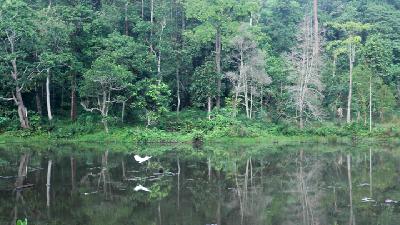 Ekosistem di dalam hutan Harapan, Jambi./Tempo/Febrianti