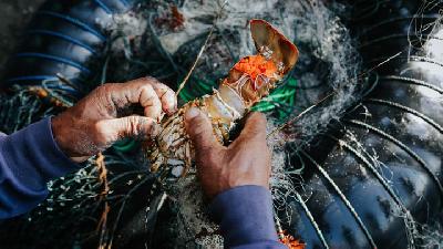 Lobster caught by fishermen at Keusik Luhur Beach, Kertamukti Village, Cimerak,  Pangandaran, West Java, December 24, 2019./ TEMPO/M Taufan Rengganis