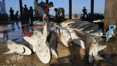 Hiu-hiu hasil tangkapan nelayan yang siap dipotongh siripnya, kulit dan dagingnya di TPI Tanjung Luar, Lombok Timur, Agustus 2019. SIRTU