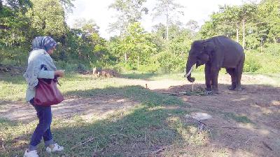 Gajah Sumatera yang dijadikan tim patroli di Taman Nasional, Bukit Barisan Selatan, Lampung, Januari 2020../ Tempo/parliza hendrawan