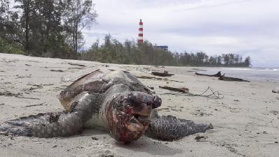Bangkai penyu  yang mati di perairan Bengkulu, Teluk Sepang./ Dok. Kanopi Hijau Indonesia