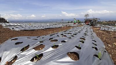 Lahan yang ditanami bawang putih di Temanggung, Jawa Tengah, 20 Desember 2019. TEMPO/Erwan Hermawan