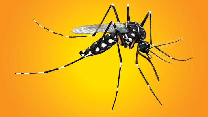 Modifikasi Nyamuk Demam Berdarah - Ilmu dan Teknologi - majalah.tempo.co