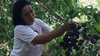 Seliwati harvesting jengkol at her plantation in Uraso, North Luwu, South Sulawesi, last March./TEMPO/Purwani Diyah Prabandari
