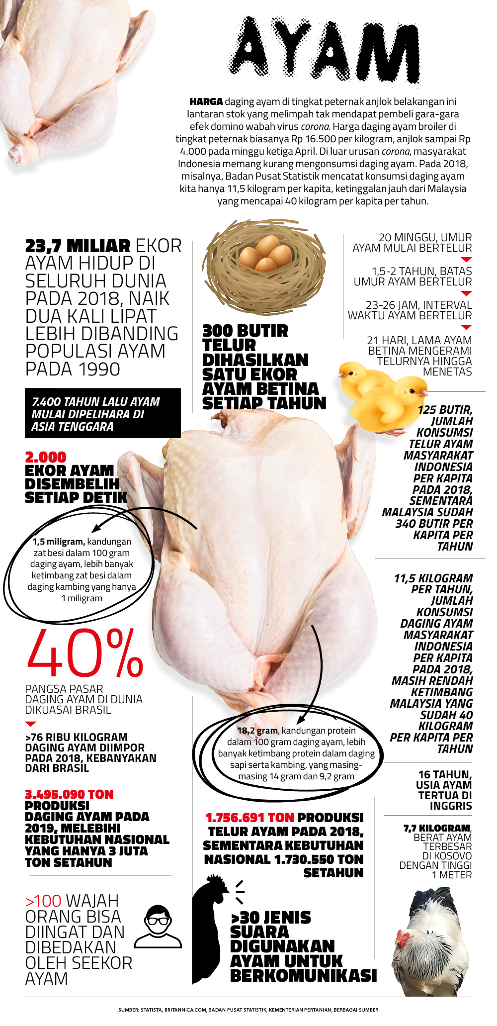 Ayam dalam Angka: Dari Telur hingga Jenis Suaranya - Angka - majalah