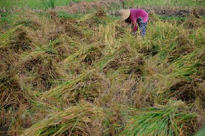Petani memanen padi yang rebah akibat angin kencang di Desa Tanjung, Pamekasan, Jawa Timur, Ahad lalu. 