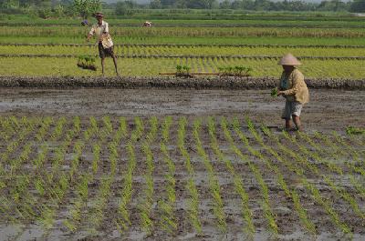 Petani menanam padi di lahan pertanian di wilayah Sawit, Boyolali, Jawa Tengah, kemarin. 