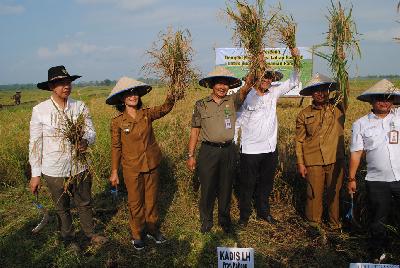 Panen perdana demplot revitaliasi lahan gambut untuk budi daya tanaman padi di Desa Talio Hulu, Kabupaten Pulang Pisau, Kalimantan Tengah, Agustus 2019. 