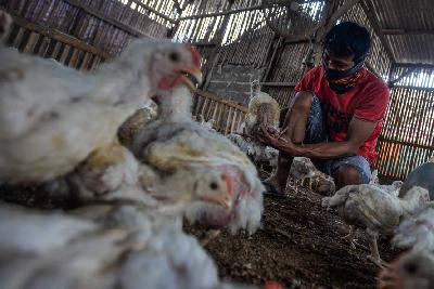 Pedagang ayam tengah memilih ayam potong untuk dijual dikawasan Kalimalang, Jakarta, 16 April 2020. Tempo/Tony Hartawan