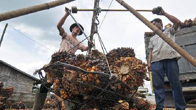 Pekerja menimbang tandan buah segar (TBS) kelapa sawit di tempat penampungan sementara kelapa sawit Desa Bunga Tanjung, Betara, Tanjung Jabung Barat, Jambi, Juni 2016./ANTARA/Wahdi Septiawan