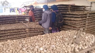 Hasil panen bawang putih petani di Kebon Jiwan, Temanggung, Jawa Tengah. Dokumentasi Pribadi