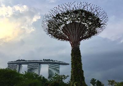 Supertree dengan latarbekakang Hotel Marina Bay Sands  di Singapura. Dok.Agus Dermawan T