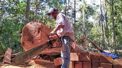 Lokasi penebangan kayu ilegal di Distrik Sayosa Timur, Sorong, Papua Barat, 2018. Tempo/Linda Novi Trianita