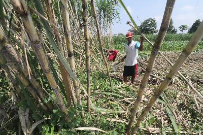 Buruh tani memanen tebu hijau di Desa Paron, Kediri, Jawa Timur, 17 Mei 2020. ANTARA/Prasetia Fauzani