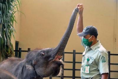 Keeper memberi pakan Gajah Sumatra di kandang Taman Safari Indonesia (TSI) Cisarua, Kabupaten Bogor, Jawa Barat, 8 Mei 2020. ANTARA/Arif Firmansyah