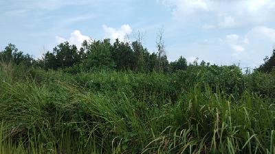 Kondisi lahan yang digarap Bongku yang kala itu ingin menanam ubi kayu, 28 Mei 2020. TEMPO/Wilingga