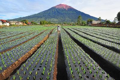 Petani menyemprotkan cairan pestisida pada tanaman bawang merah di kaki Gunung Kerinci, Jambi, 1 Juni 2020. ANTARA/Wahdi Septiawan