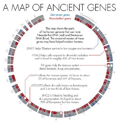 Peta ini menunjukkan gen manusia modern yang mengandung DNA Neanderthal (merah) dan DNA Denisovan (biru). Garis keturunan ini membantu manusia modern untuk bertahan hidup di berbagai lingkungan.