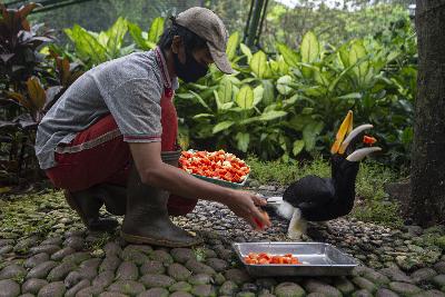 Petugas memberi pakan kepada burung koleksi Taman Burung yang rencananya akan dibuka di Taman Mini Indonesia Indah, Jakarta, 9 Mei 2020. ANTARA/Aditya Pradana Putra
 