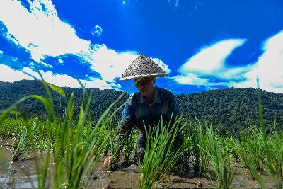 Petani menanam padi di Kampung Jorong Simancuang, Solok Selatan, Sumatera Barat. TEMPO/Tony Hartawan