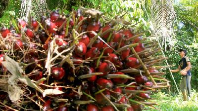Petani memetik tandan buah segar (TBS) kelapa sawit di Desa Pasi Kumbang, Kecamatan Kaway XVI, Aceh Barat, Aceh, 11 Juni lalu./ANTARA/Syifa Yulinnas
