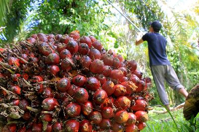 Petani memetik tandan buah segar (TBS) kelapa sawit di Desa Pasi Kumbang, Aceh, 11 Juni 2020. ANTARA/Syifa Yulinnas