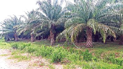 Nusaina Agro Kobi Manise’s plantation in Kobi Mukti vilage, Central Maluku, Maluku, September 2019./M. Jaya Barends