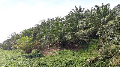 Nusaina Agro Kobi Manise’s oil plam plantation in Seram Utara Timur Kobi subdistrict, Central Maluku, Maluku, June 26./M. Jaya Barends