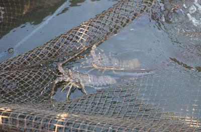 Pembesaran benih lobster masyarakat Telong Elong dan Teluk Ekas, Lombok Timur, Nusa Tenggara Barat, Desember 2019. Dok kkp.go.id