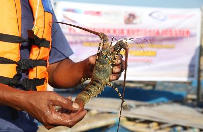 Pembesaran benih lobster yang dilakukan masyarakat Telong Elong dan Teluk Ekas, Lombok Timur, Nusa Tenggara Barat, Desember 2019. Dok kkp.go.id

