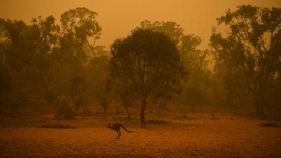 Kanguru Terakhir Seeokor kangguru berlari menyelamatkan diri dari kepungan asap yang berasal dari kebakaran hutan di Canberra, Australia, 5 Januari 2020. Reuters/Stringer