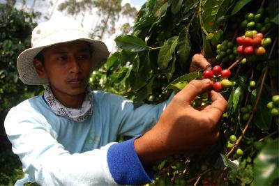 Petani memetik buah kopi merah saat panen di Desa Pulosari, Pangalengan, Kabupaten Bandung, Jawa Barat, 30 Juni lalu.