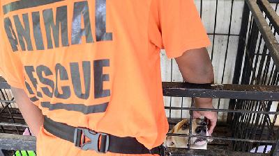 Relawan memeriksa kesehatan anjing di shelter Animal Defenders, Parung, Bogor, Jawa Barat, 06 Agustus 2020./Tempo/STR/Nurdiansah