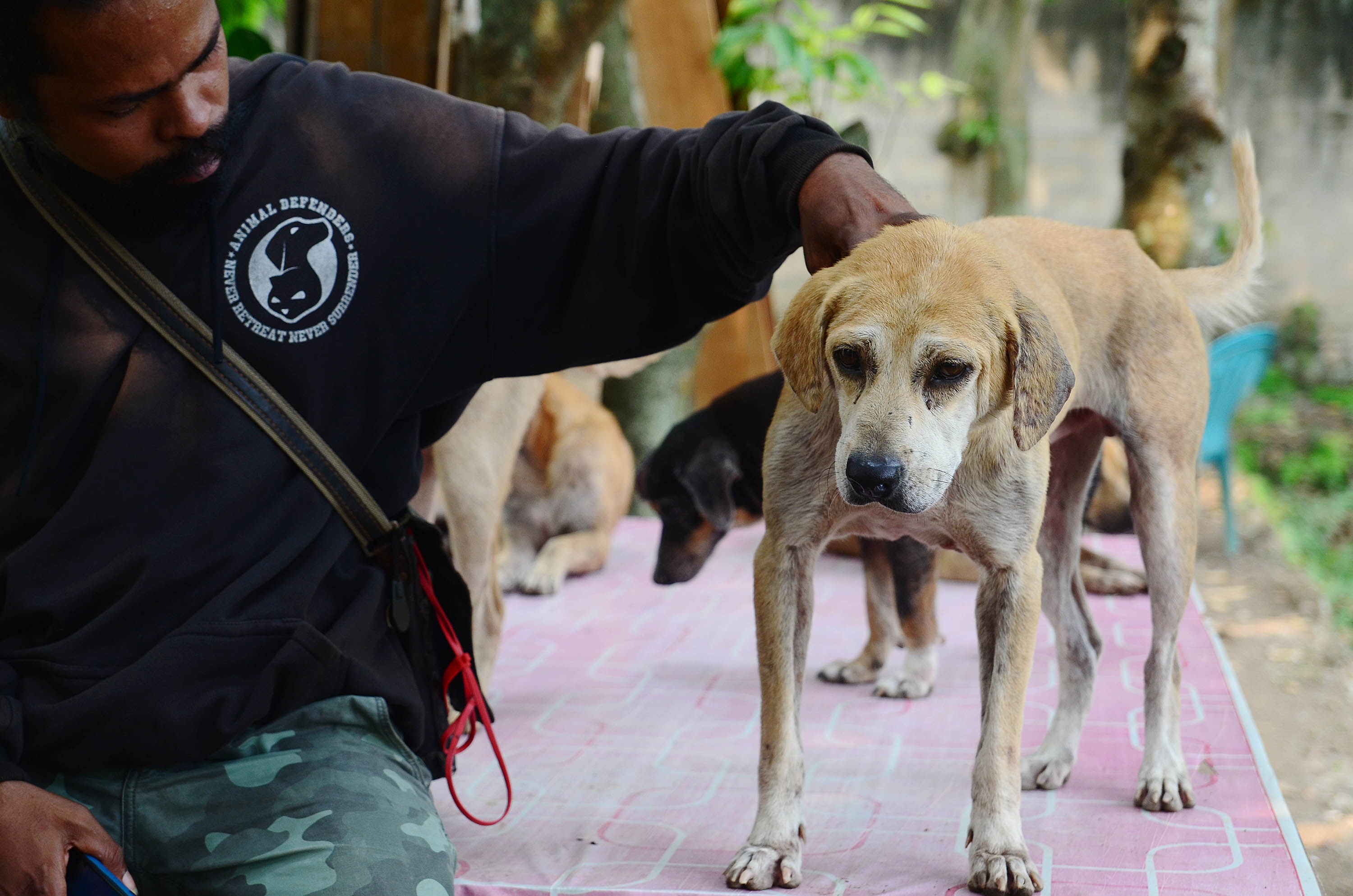 Kematian Anjing di Penampungan Animal Defenders Indonesia ...
